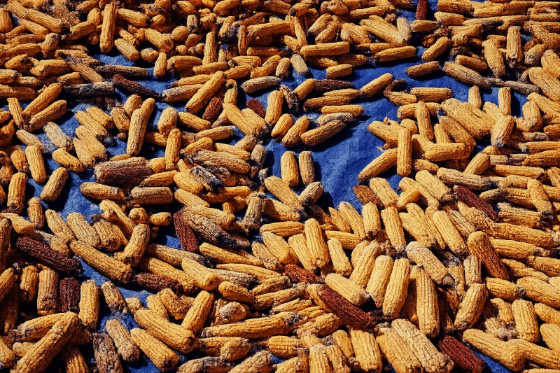 OMC Shockwave Sprint